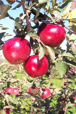 Snapp Stayman - Apple Varieties